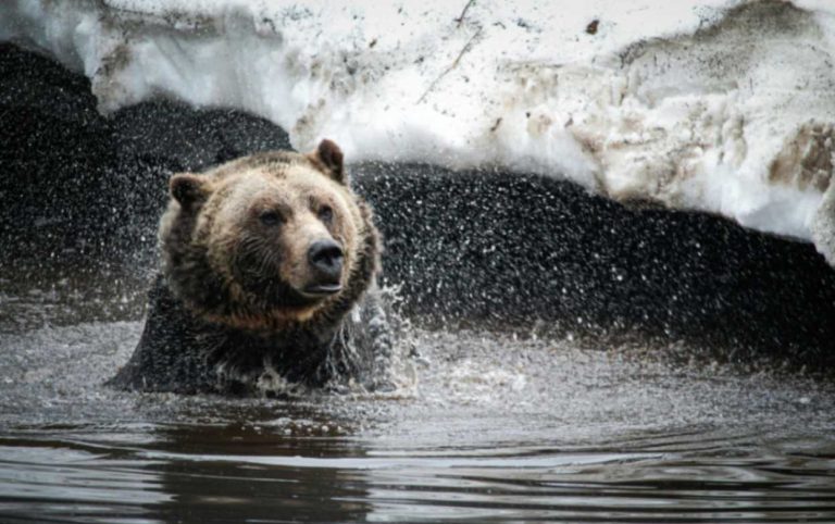 Discover the Magic of Pandas Earths Most Beloved Creatures